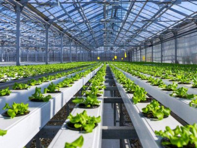 Hydroponics Farm Creation